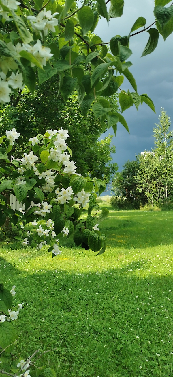 Kuvituskuva