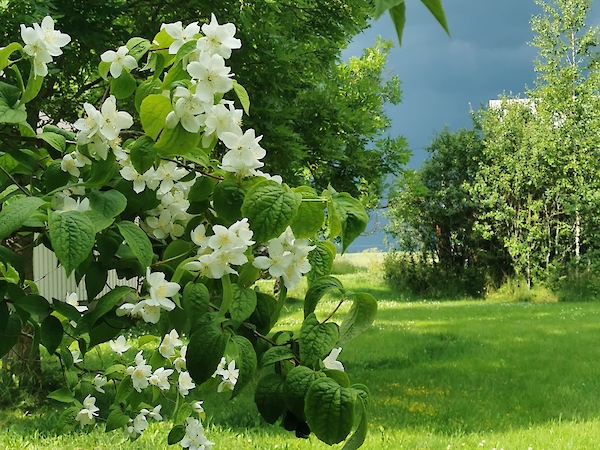 Kuvituskuva