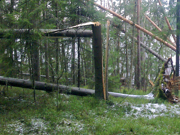 Kuvituskuva